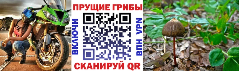 Купить закладки  Усмань  Псилоцибиновые грибы Cubensis 